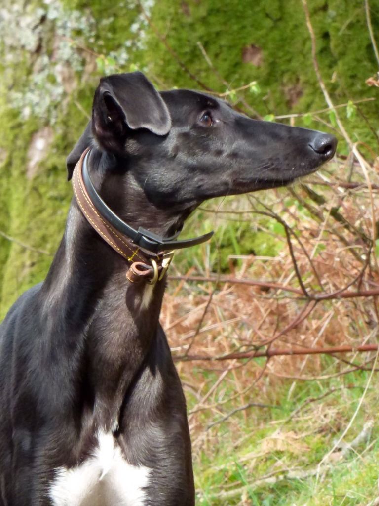 Swift & Gypsy Lurchers & Running Dogs The Hunting Life